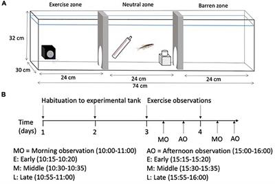 The effects of exploratory behavior on physical activity in a common animal model of human disease, zebrafish (Danio rerio)